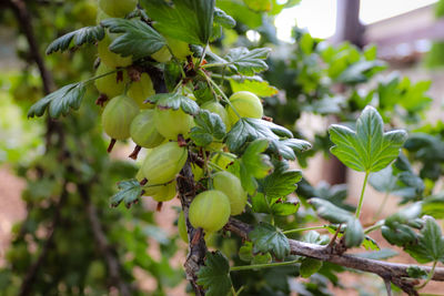 Close-up of gooseberries growing on tree
