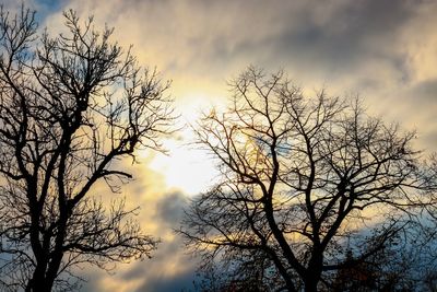 Low angle view of silhouette bare tree against sky