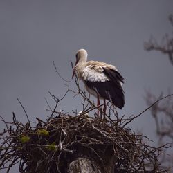 Low angle view of white stork on nest