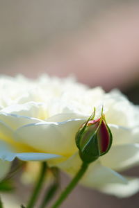 Close-up of insect on plant