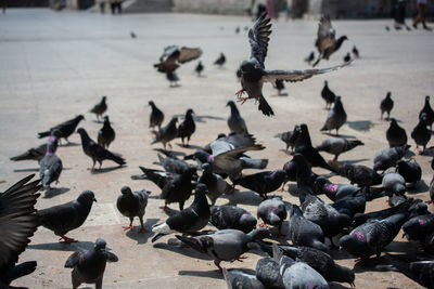 High angle view of pigeons