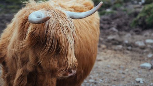 Close-up of a highland cow on field