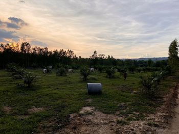 Scenic view of field against sky during sunset