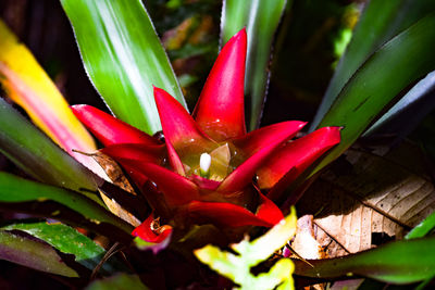 Close-up of plant with water drops