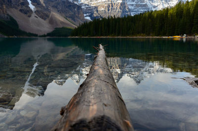 Scenic view of lake in forest