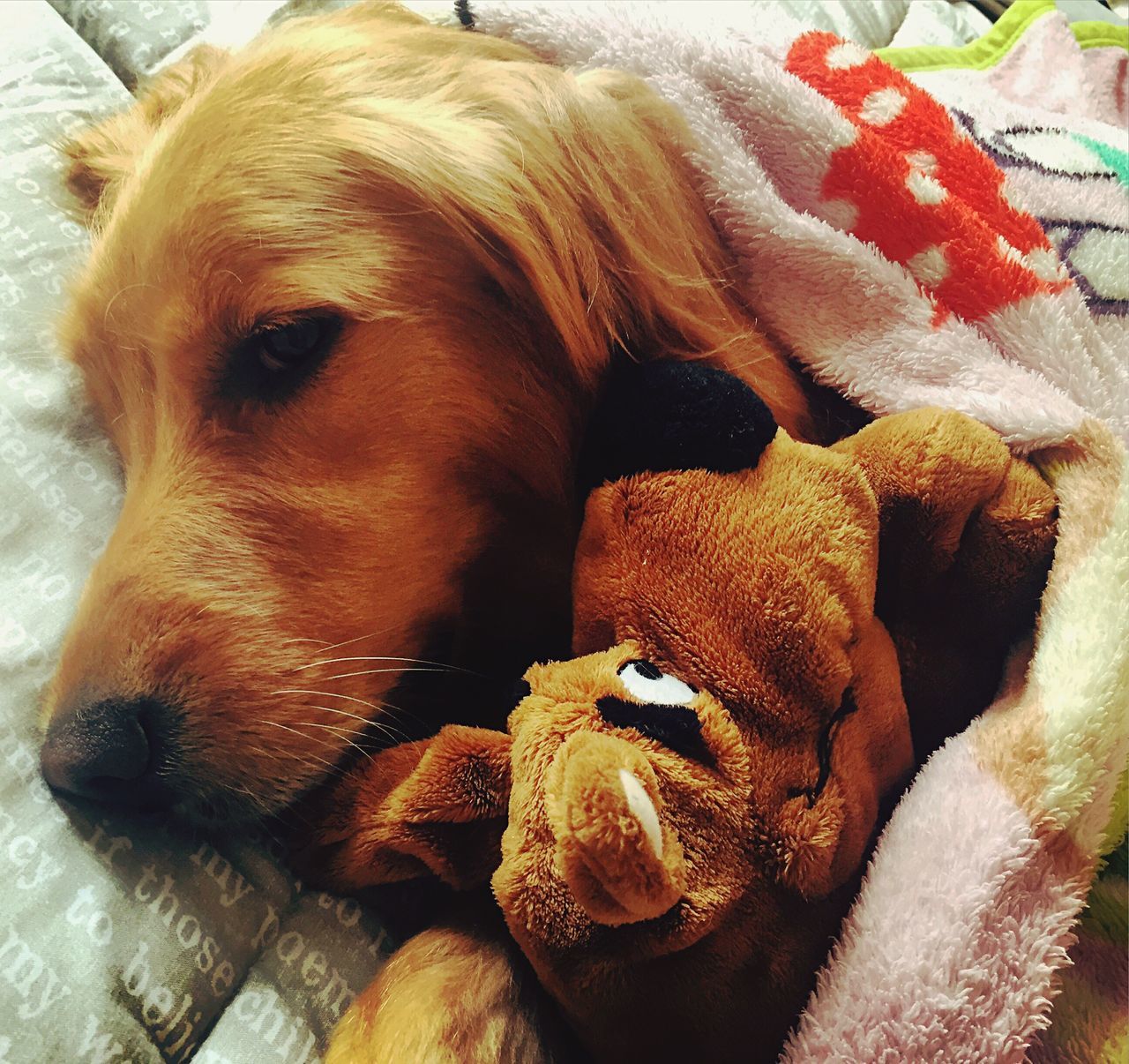 animal themes, domestic animals, mammal, dog, one animal, pets, indoors, close-up, animal head, brown, resting, no people, relaxation, high angle view, day, young animal, animal body part, portrait, two animals, food