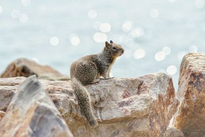 Close-up of lizard on rock against sky