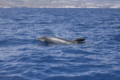 View of turtle swimming in sea