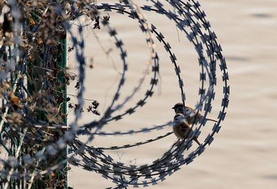 Birds perching on barbed wire