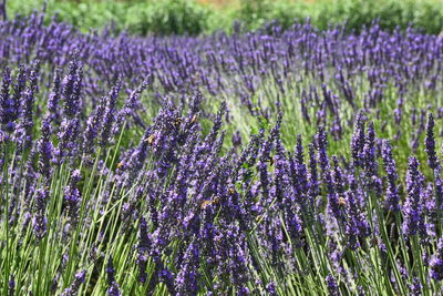 Close-up of purple lavender flowers in field