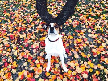 Autumnal leaves on tree trunk