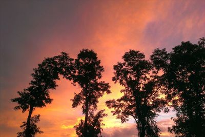 Silhouette of trees at sunset