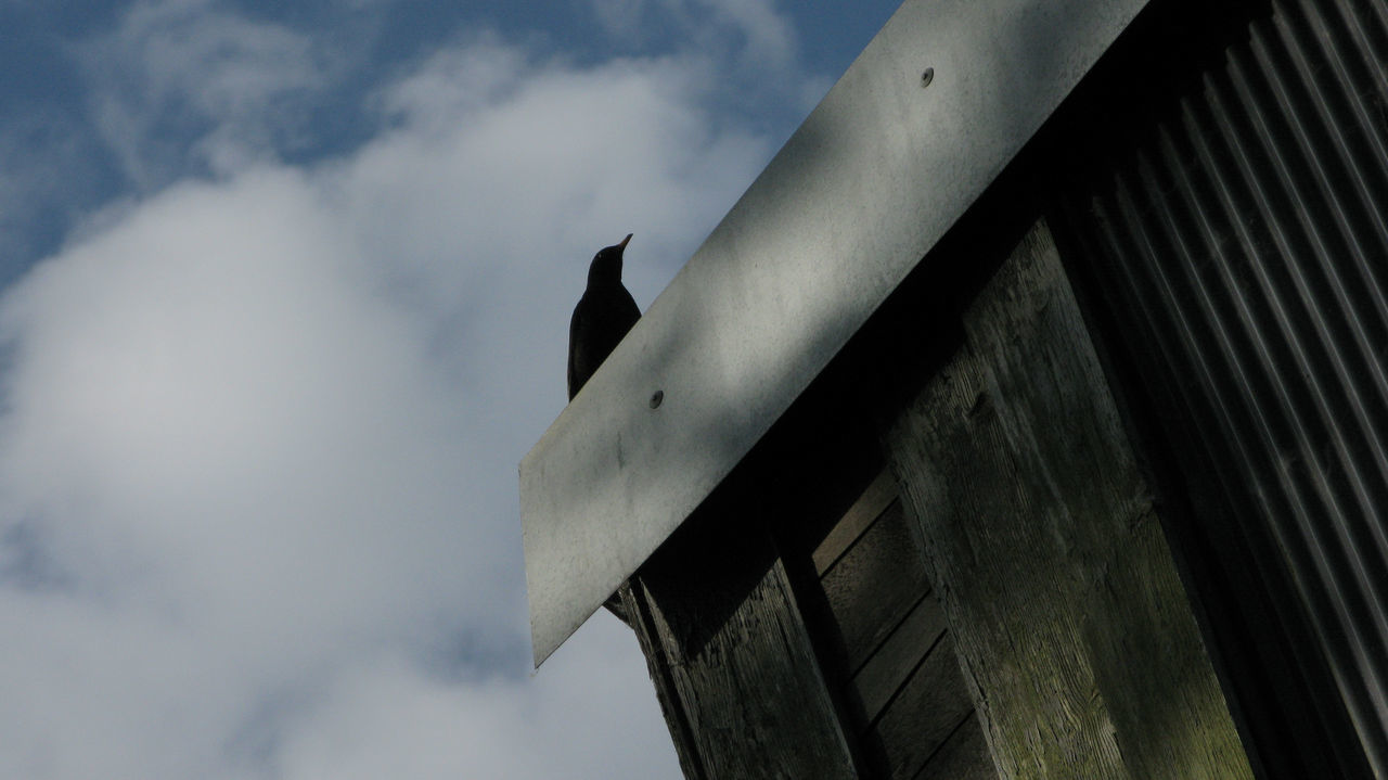 Black bird against sky clouds blue sky wooden building roof structure sunny day sun sunshine song bird