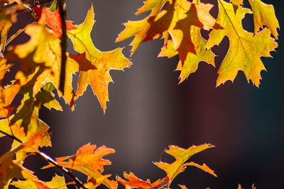 Close-up of sunlight streaming through autumn leaves