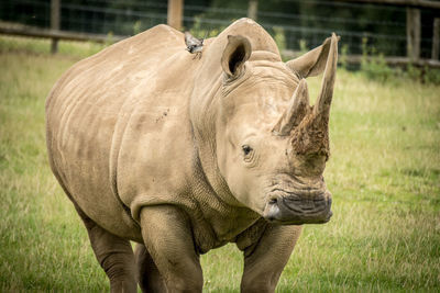 Close-up of lion on field