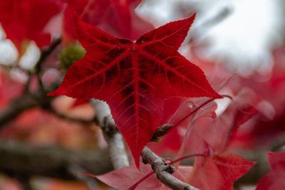 Close-up of red maple leaves