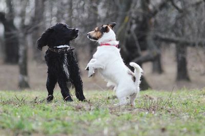Two dogs running on field