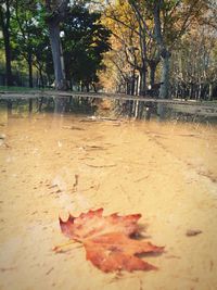 Fallen leaves on ground during autumn