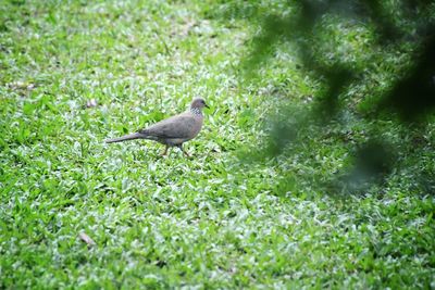 Bird perching on a field