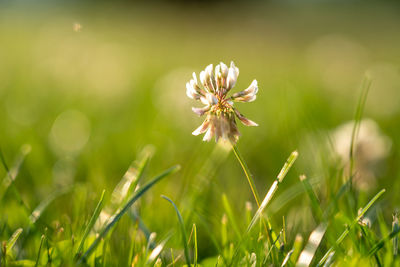 Close-up of flowering plant on field