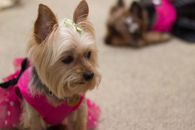 Close-up of dog
