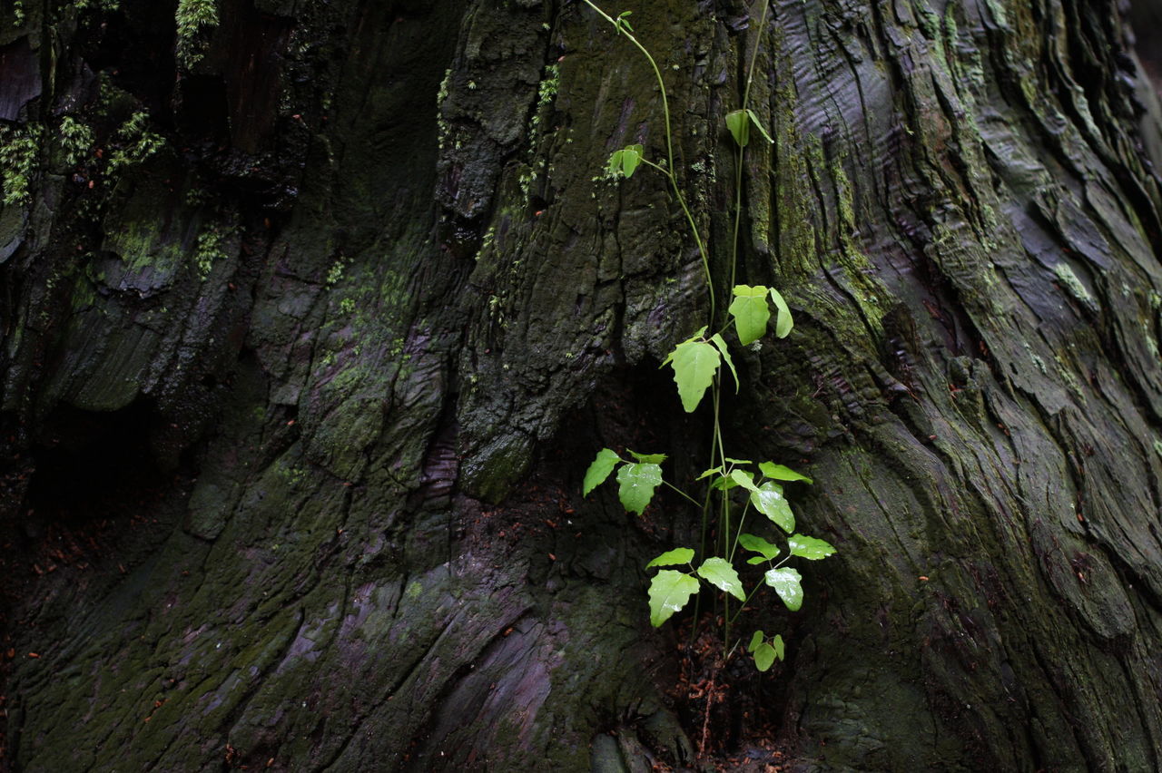 CLOSE-UP OF TREE TRUNK AMIDST PLANTS