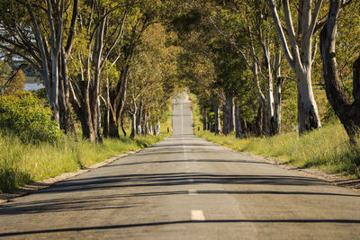 Country road. road tunnel of trees. portugal