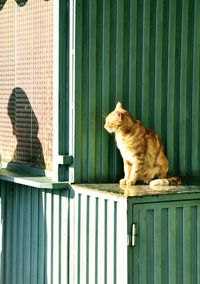 Cat sitting by window