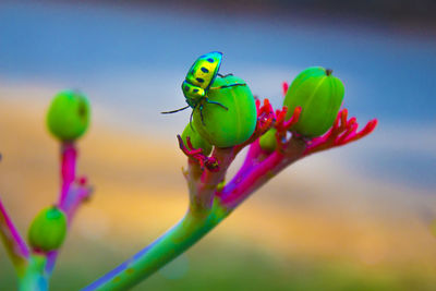 Close-up of insect on flower