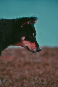 Close-up of dog looking away