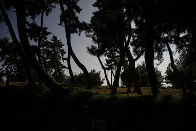 Trees on landscape