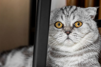 Close-up portrait of a cat