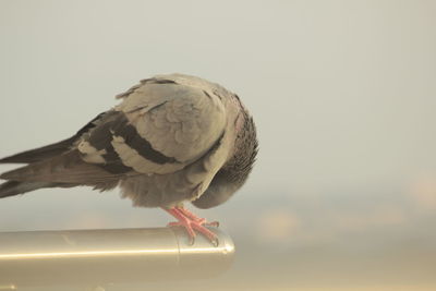 Close-up of bird perching against sky
