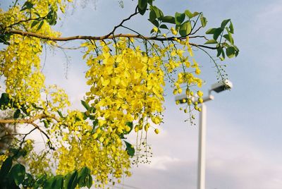 Low angle view of golden shower tree against sky