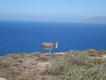 Side view of donkey standing on cliff against sea