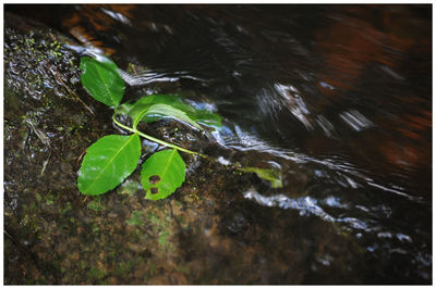 Close-up of water drop on plant
