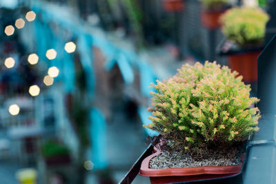Close-up of potted plant on street in city