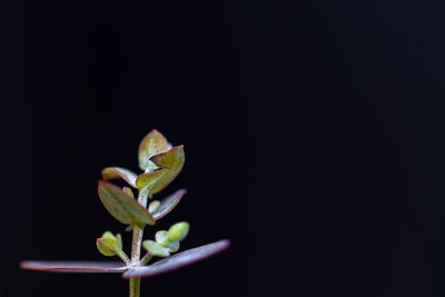 Close-up of flower buds against black background