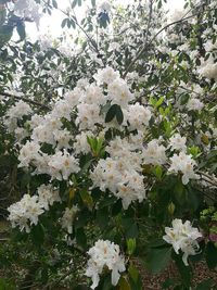 Close-up of white flowers blooming on tree