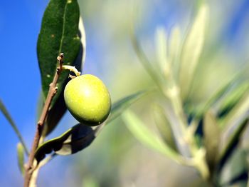 Close-up of fruit on plant