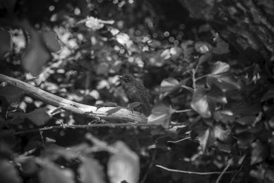 Close-up of branches against blurred background