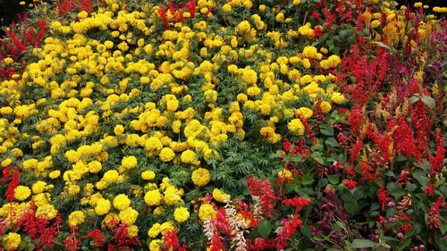 Colorful flowers in garden