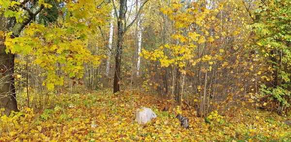 Trees growing in field during autumn