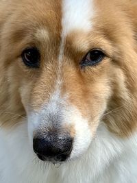 Close-up portrait of dog