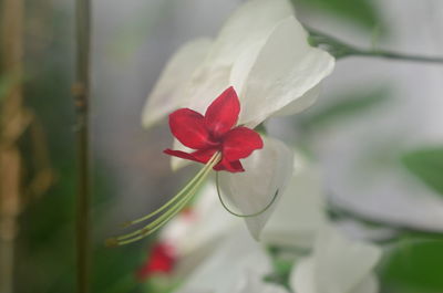 Close-up of red rose flower