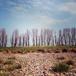 Plants growing on land against sky