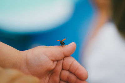 Close-up of a hand holding insect