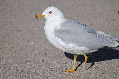 Close-up of seagull perching on land