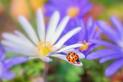 Close-up of ladybug on purple flower