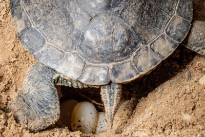High angle view of a turtle
